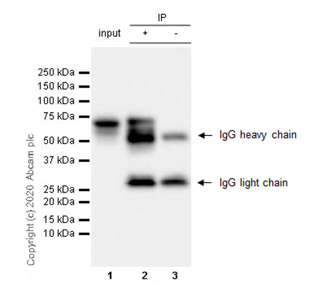 Immunoprecipitation - Anti-Serum Response Factor SRF antibody [2C5] - BSA and Azide free (AB255871), expandable thumbnail