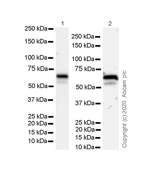 Western blot - Anti-Serum Response Factor SRF antibody [2C5] - BSA and Azide free (AB255871)