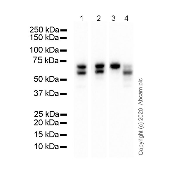 Western blot - Anti-Serum Response Factor SRF antibody [2C5] - BSA and Azide free (AB255871), expandable thumbnail