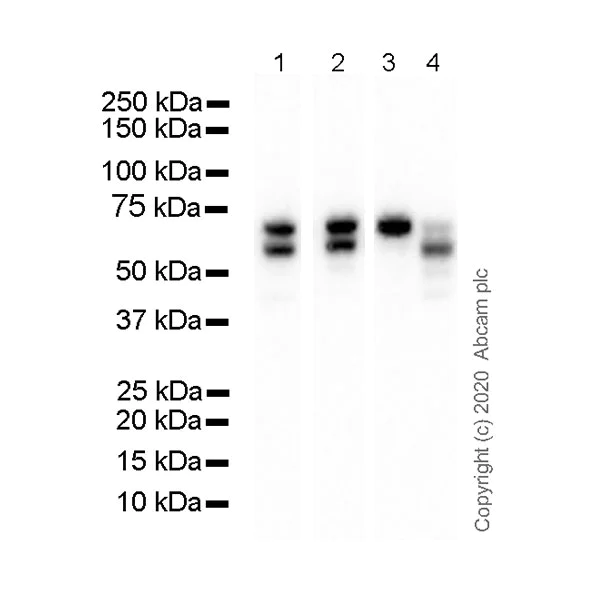 Western blot - Anti-Serum Response Factor SRF antibody [2C5] - BSA and Azide free (AB255871)