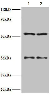 Western blot - Anti-Seryl-tRNA synthetase/SERS antibody (AB235789)