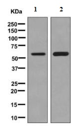 Western blot - Anti-Seryl-tRNA synthetase/SERS antibody [EPR10684(B)] (AB154825), expandable thumbnail