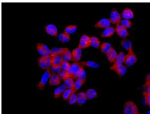 Immunocytochemistry/ Immunofluorescence - Anti-Seryl-tRNA synthetase/SERS antibody [EPR10684(B)] - BSA and Azide free (AB249131)