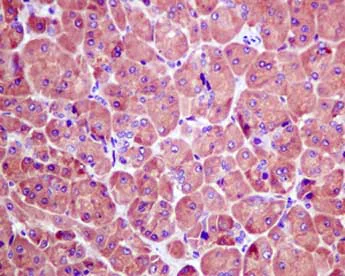Immunohistochemistry (Formalin/PFA-fixed paraffin-embedded sections) - Anti-Seryl-tRNA synthetase/SERS antibody [EPR10684(B)] - BSA and Azide free (AB249131)