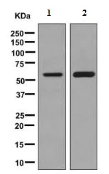 Western blot - Anti-Seryl-tRNA synthetase/SERS antibody [EPR10684(B)] - BSA and Azide free (AB249131)