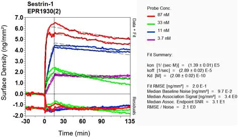 OI-RD Scanning - Anti-SESN1 antibody [EPR1930(2)] (AB134091)