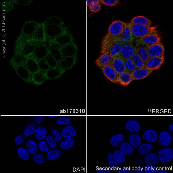 Immunocytochemistry/ Immunofluorescence - Anti-SESN2/Sestrin-2 antibody [EPR18907] (AB178518)