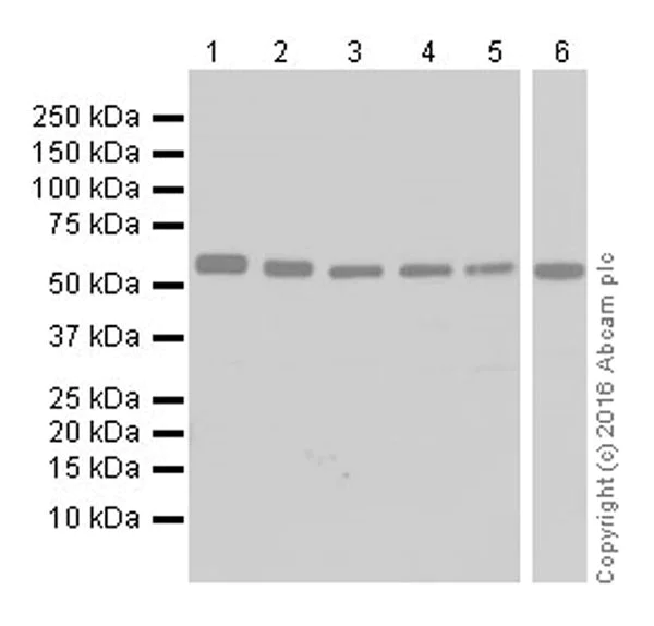 Western blot - Anti-SESN2/Sestrin-2 antibody [EPR18907] (AB178518)