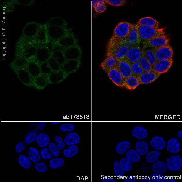 Immunocytochemistry/ Immunofluorescence - Anti-SESN2/Sestrin-2 antibody [EPR18907] - BSA and Azide free (AB236025)