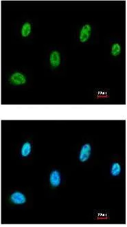 Immunocytochemistry/ Immunofluorescence - Anti-SESN3 antibody (AB97792)