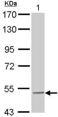Western blot - Anti-SESN3 antibody (AB97792), expandable thumbnail