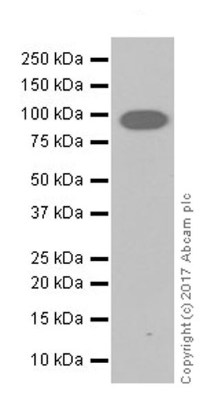 Western blot - Anti-SET3 antibody [EPR20101] - BSA and Azide free (AB251370)