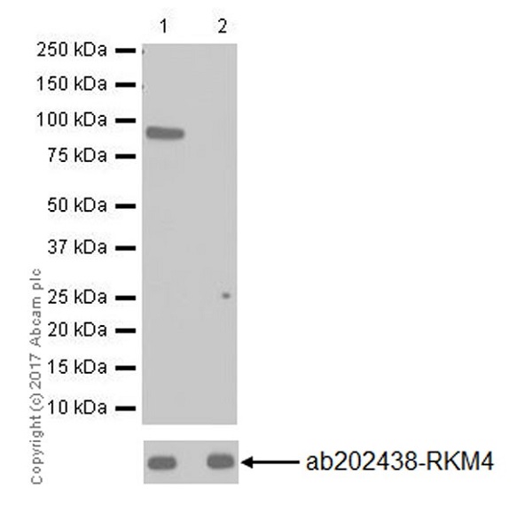 Western blot - Anti-SET3 antibody [EPR20101] - BSA and Azide free (AB251370)