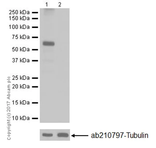 Western blot - Anti-SET5 antibody [EPR20102] - BSA and Azide free (AB251371)