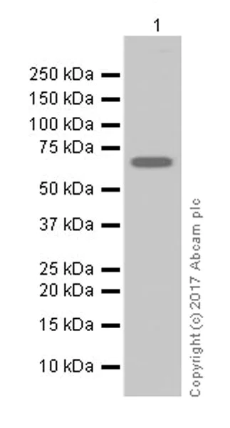 Western blot - Anti-SET5 antibody [EPR20102] - BSA and Azide free (AB251371)