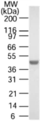 Western blot - Anti-SET7 antibody (AB189347)