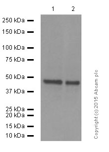 Western blot - Anti-SET7 antibody [EPR5574] (AB124708), expandable thumbnail