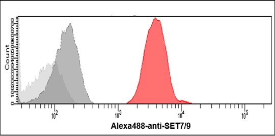 Flow Cytometry (Intracellular) - Anti-SET7 antibody [s4E5] (AB14820)