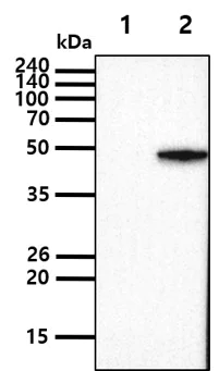 Western blot - Anti-SET7 antibody [s4E5] (AB14820)