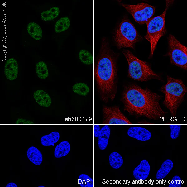 Immunocytochemistry/ Immunofluorescence - Anti-SETD1B antibody [EPR25142-11] (AB300479)