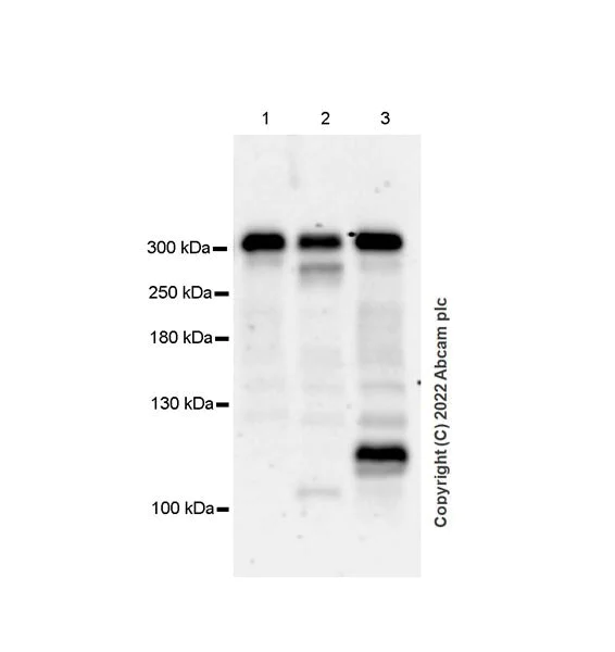 Western blot - Anti-SETD1B antibody [EPR25142-11] (AB300479)