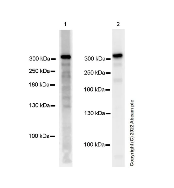 Western blot - Anti-SETD1B antibody [EPR25142-11] (AB300479)