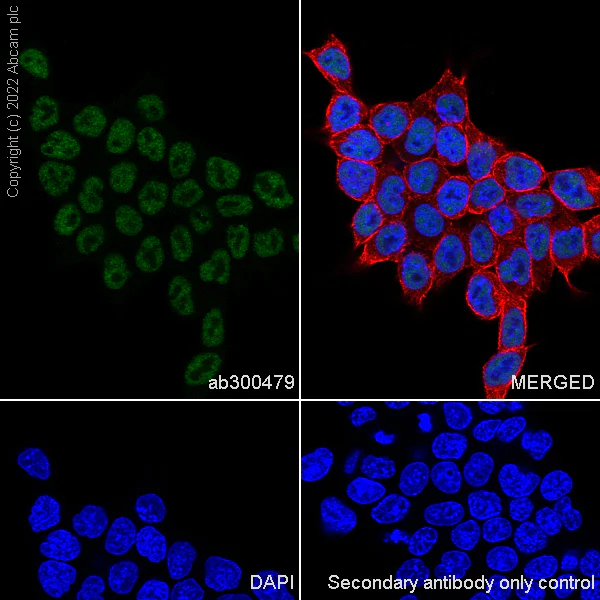 Immunocytochemistry/ Immunofluorescence - Anti-SETD1B antibody [EPR25142-11] (BSA and Azide free) (AB300480)