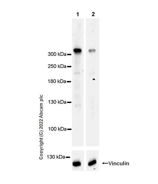 Western blot - Anti-SETD1B antibody [EPR25142-11] (BSA and Azide free) (AB300480)