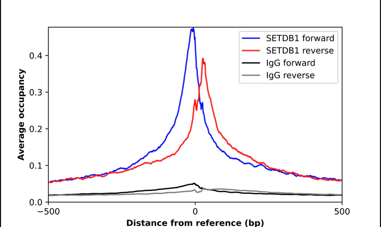 ChIP - Anti-SETDB1 Antibody (AB327247)