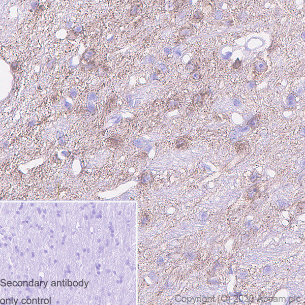 Immunohistochemistry (Formalin/PFA-fixed paraffin-embedded sections) - Anti-Sez6 antibody [14E5] - BSA and Azide free (AB255859), expandable thumbnail