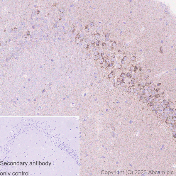 Immunohistochemistry (Formalin/PFA-fixed paraffin-embedded sections) - Anti-Sez6 antibody [14E5] - BSA and Azide free (AB255859), expandable thumbnail