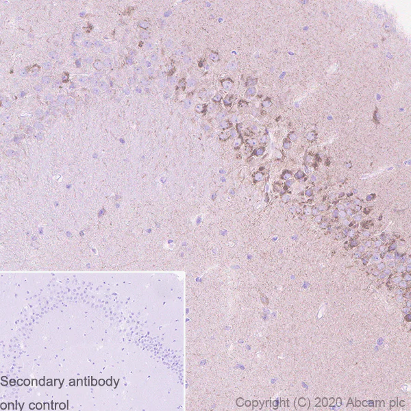 Immunohistochemistry (Formalin/PFA-fixed paraffin-embedded sections) - Anti-Sez6 antibody [14E5] - BSA and Azide free (AB255859)