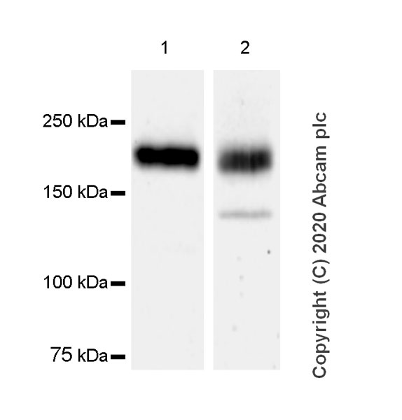 Western blot - Anti-Sez6 antibody [14E5] - BSA and Azide free (AB255859), expandable thumbnail