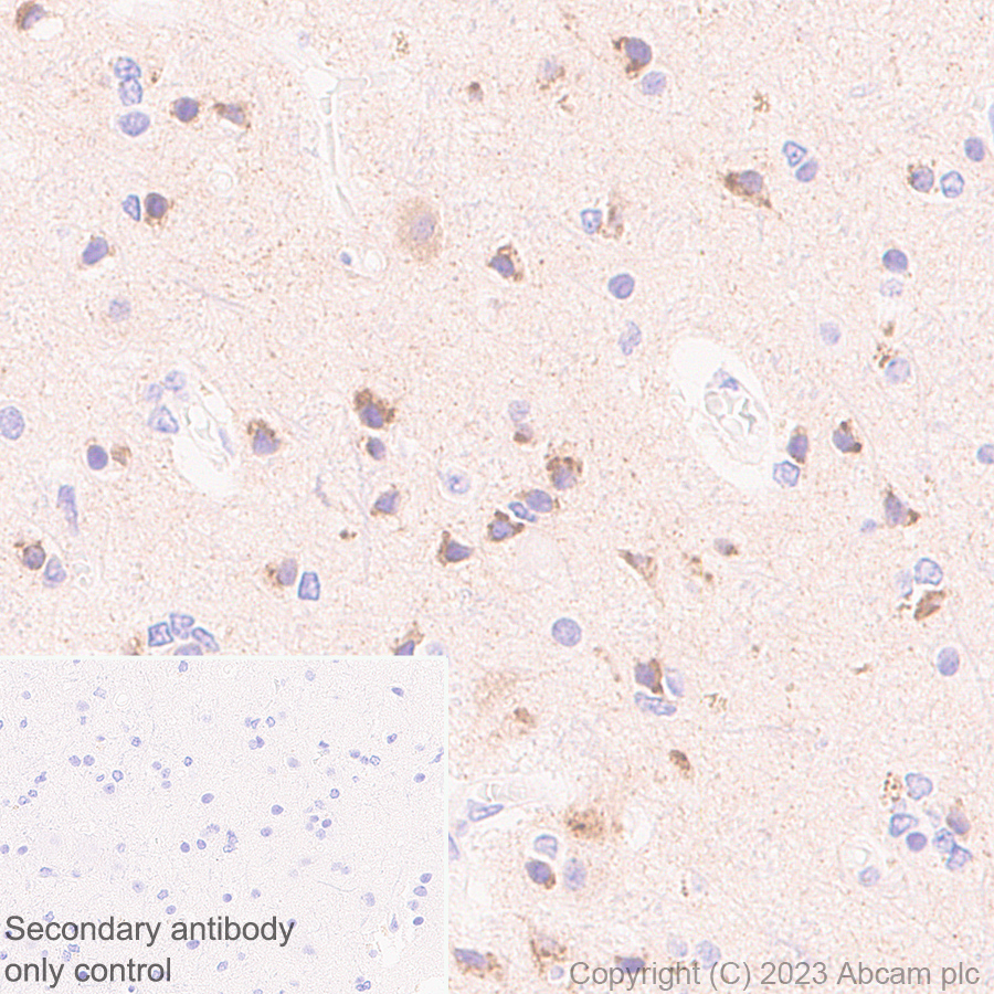 Immunohistochemistry (Formalin/PFA-fixed paraffin-embedded sections) - Anti-Sez6 antibody [EPR28518-55] - BSA and Azide free (ab314234), expandable thumbnail