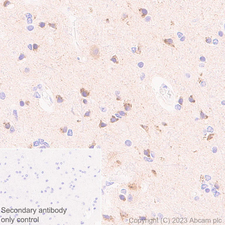 Immunohistochemistry (Formalin/PFA-fixed paraffin-embedded sections) - Anti-Sez6 antibody [EPR28518-55] - BSA and Azide free (AB314234)