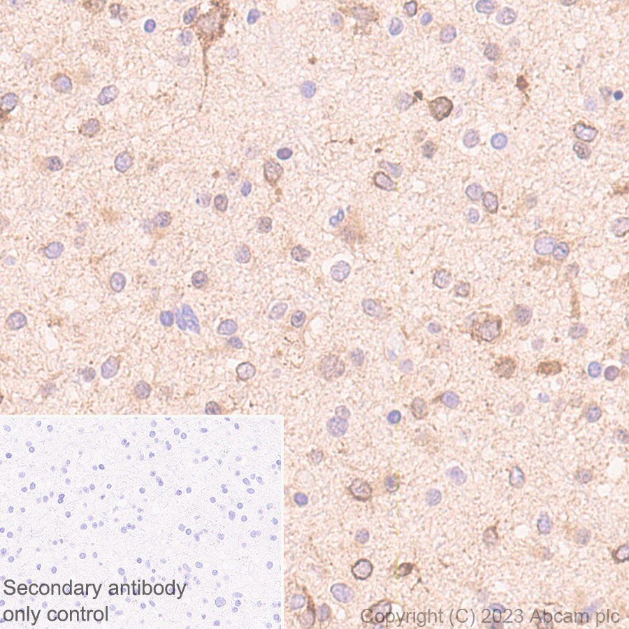 Immunohistochemistry (Formalin/PFA-fixed paraffin-embedded sections) - Anti-Sez6 antibody [EPR28518-55] - BSA and Azide free (ab314234), expandable thumbnail