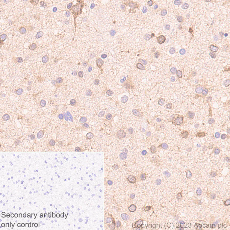 Immunohistochemistry (Formalin/PFA-fixed paraffin-embedded sections) - Anti-Sez6 antibody [EPR28518-55] - BSA and Azide free (AB314234)