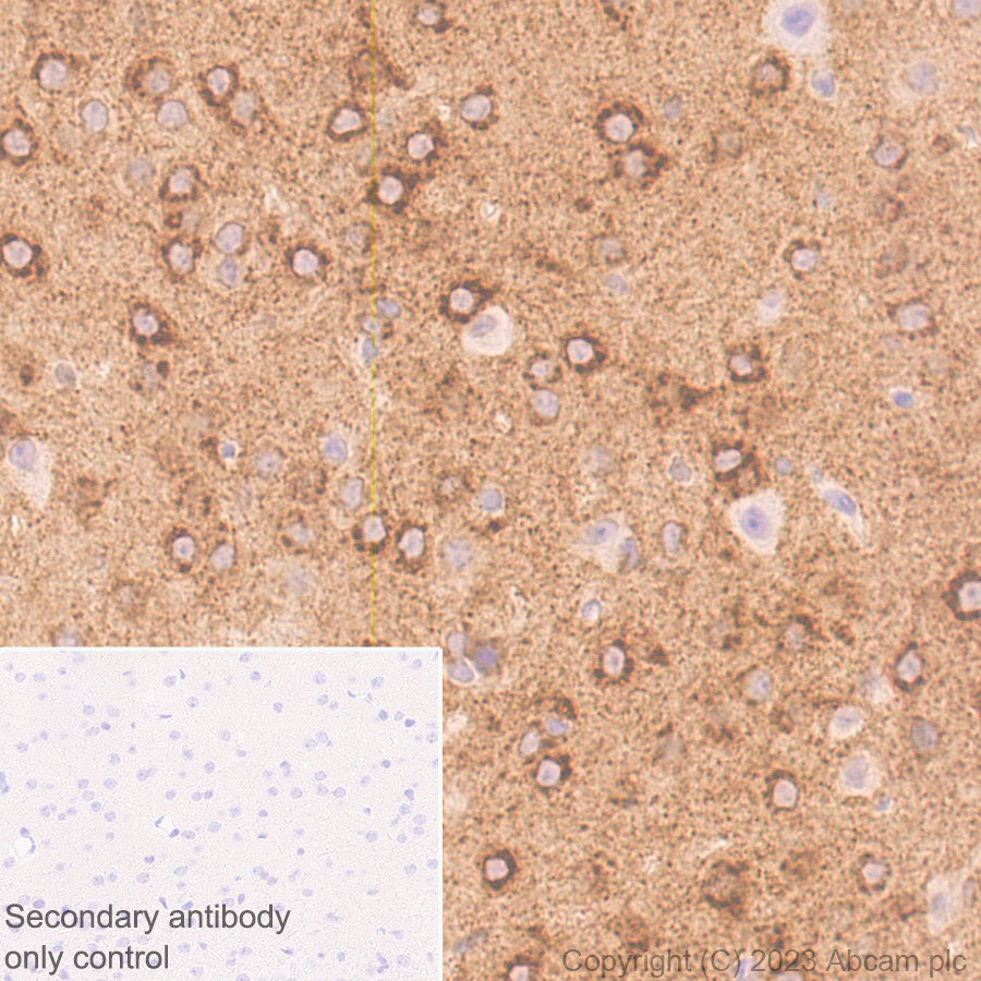 Immunohistochemistry (Formalin/PFA-fixed paraffin-embedded sections) - Anti-Sez6 antibody [EPR28518-55] - BSA and Azide free (ab314234), expandable thumbnail
