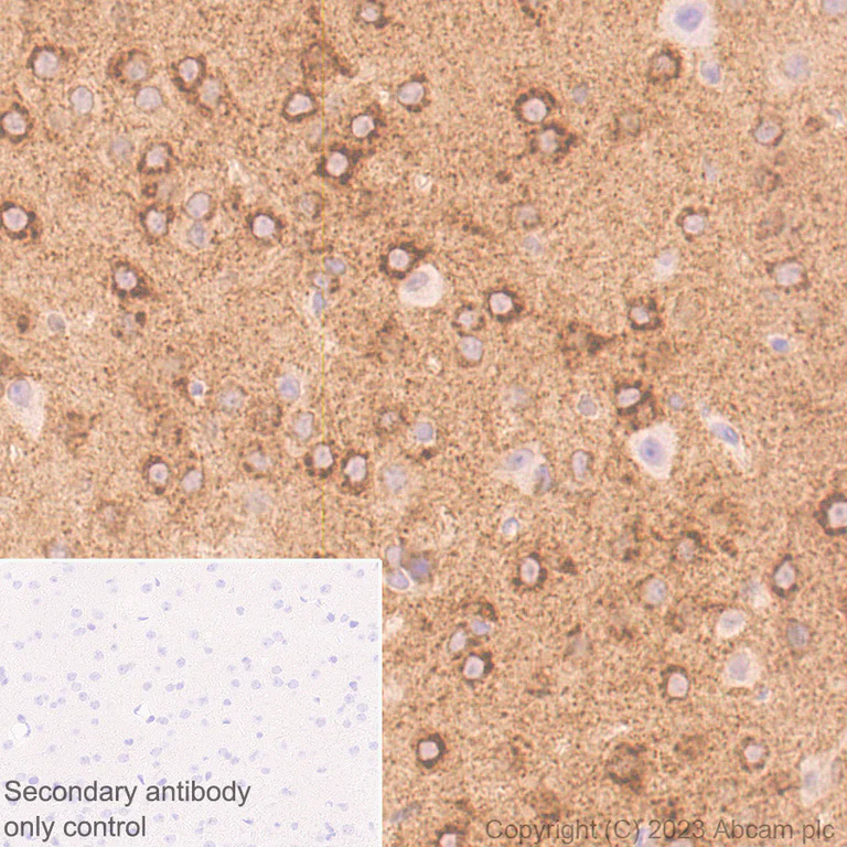 Immunohistochemistry (Formalin/PFA-fixed paraffin-embedded sections) - Anti-Sez6 antibody [EPR28518-55] - BSA and Azide free (AB314234)