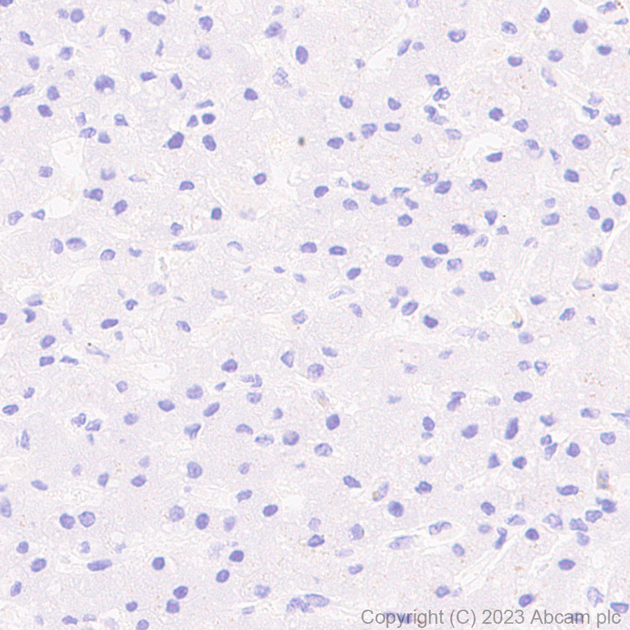 Immunohistochemistry (Formalin/PFA-fixed paraffin-embedded sections) - Anti-Sez6 antibody [EPR28518-55] - BSA and Azide free (AB314234), expandable thumbnail