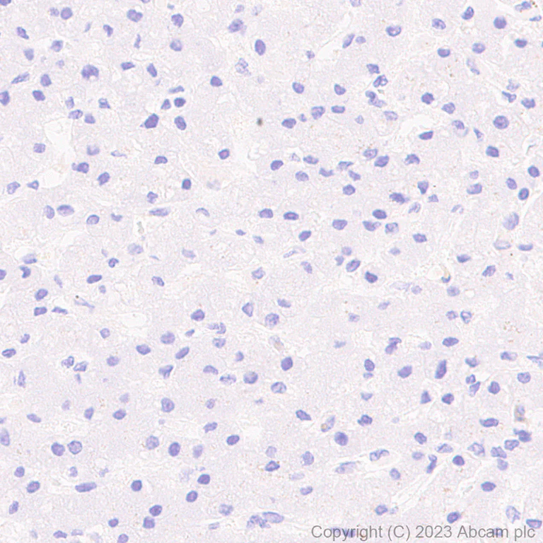 Immunohistochemistry (Formalin/PFA-fixed paraffin-embedded sections) - Anti-Sez6 antibody [EPR28518-55] - BSA and Azide free (AB314234)