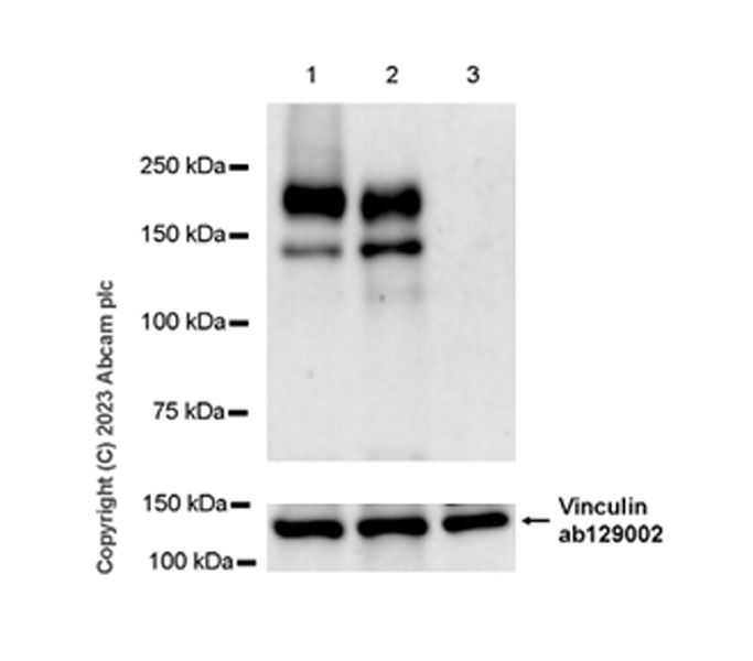 Western blot - Anti-Sez6 antibody [EPR28518-55] - BSA and Azide free (AB314234), expandable thumbnail