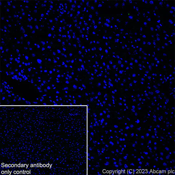 Immunohistochemistry (Frozen sections) - Anti-Sez6 antibody [EPR28518-83] (AB314452)