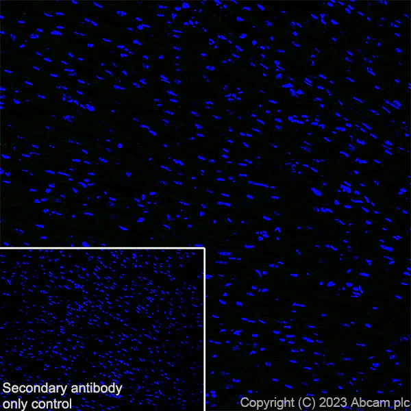Immunohistochemistry (Frozen sections) - Anti-Sez6 antibody [EPR28518-83] (AB314452)