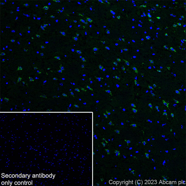 Immunohistochemistry (Frozen sections) - Anti-Sez6 antibody [EPR28518-83] - BSA and Azide free (AB314453), expandable thumbnail