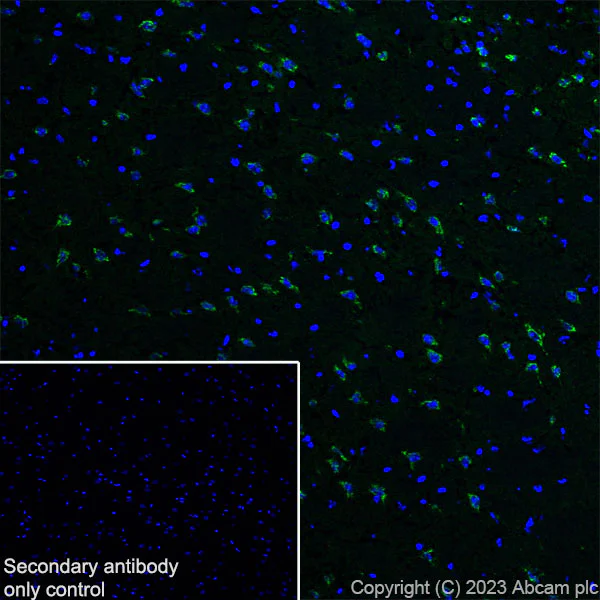 Immunohistochemistry (Frozen sections) - Anti-Sez6 antibody [EPR28518-83] - BSA and Azide free (AB314453)