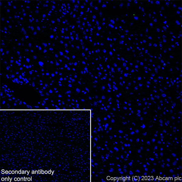 Immunohistochemistry (Frozen sections) - Anti-Sez6 antibody [EPR28518-83] - BSA and Azide free (ab314453), expandable thumbnail