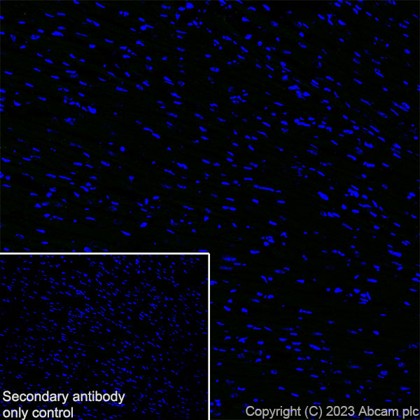 Immunohistochemistry (Frozen sections) - Anti-Sez6 antibody [EPR28518-83] - BSA and Azide free (AB314453), expandable thumbnail
