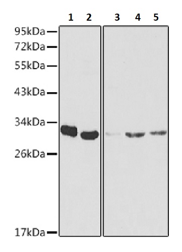 Western blot - Anti-SF2 antibody (AB238523), expandable thumbnail