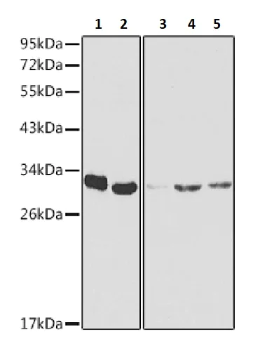 Western blot - Anti-SF2 antibody (AB238523)